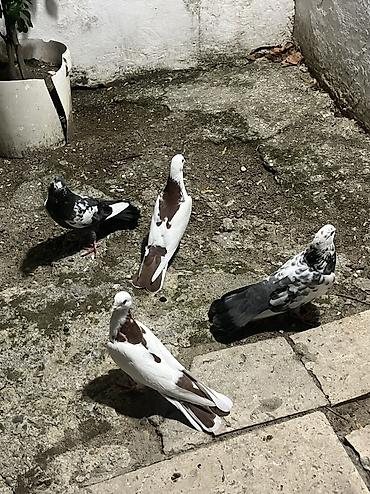 heyvan bazari quslar: Salam şekilde gorsenen bütün heyvanlar satlir heresinin öz qiymeti var — 5