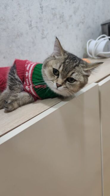 Pişiklər: Qızıl şinşilla, Erkək, Yaxşı əllərə, Ödənişli çatdırılma — 2