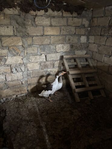 bmw 3 серия 320i at: Salam iki dene erkey qazdi yemelidiler saxlamiram tecili satilir lalafo.az -da bmw 3 серия 320i at: Salam iki dene erkey qazdi yemelidiler saxlamiram tecili satilir