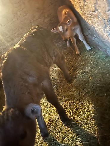 Коровы, быки: Продаю | Музоо, торпок | Алатауская | На откорм | Искусственник — 13