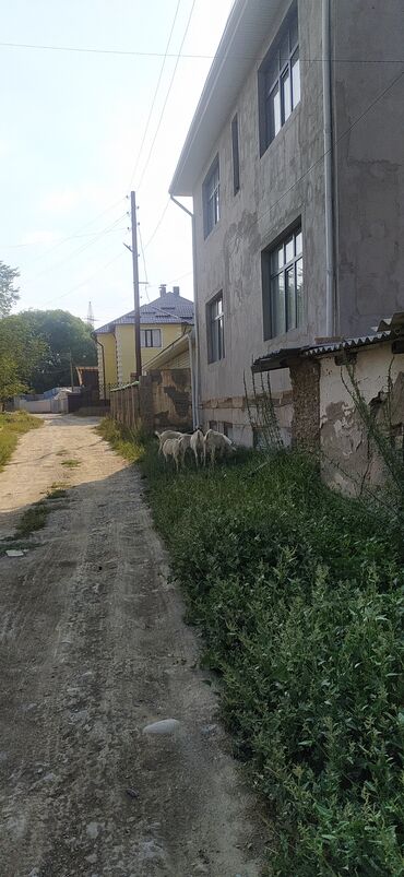 хочу купить кошку: Продаю | Козёл (самец), Козлёнок | Зааненская | На забой, Для разведения | Племенные