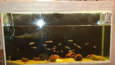 akvarum baliqlari: Akvarium satilir 400 lt yalniz bosh akvarium qiymet 80 azn unvan