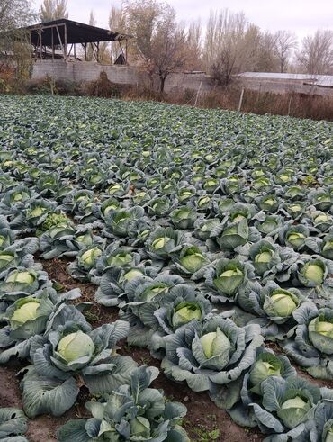 мойка с тумбой бишкек: Капуста Белокачанная, Оптом