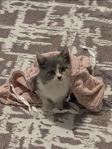 возьму котенка: 3 месяца, Девочка, Приучена к лотку — 1