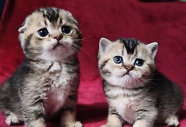 Продажа кошек: Скотиш Фолд (Шотландская вислоухая), 2 месяца, Девочка at lalafo.kg — 15 Продажа кошек: Скотиш Фолд (Шотландская вислоухая), 2 месяца, Девочка — 15