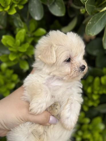 İtlər: Peyvəndli — 17