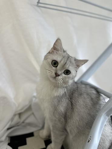 кошка британская длинношерстная: Скотиш Страйт (Шотландская прямоухая), 3 года, Девочка, Серебристая шиншилла, Приучена к лотку — 2