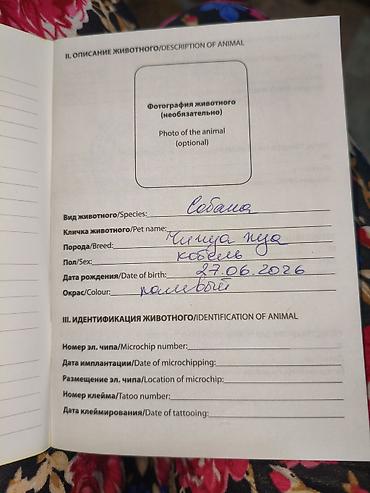 Продажа собак: Чихуахуа, 3 месяца, Самец, С прививкой — 20