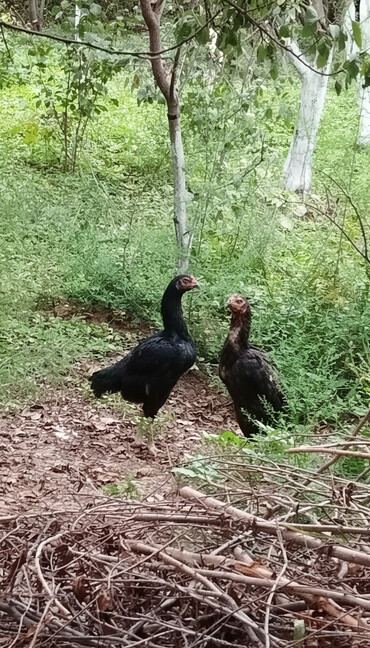 Toyuqlar: Toyuq, Damazlıq, Ödənişli çatdırılma — 1