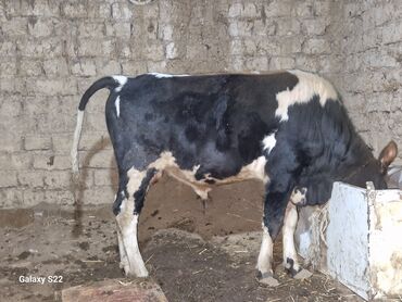 Dana, buzov: Satlıq: qaramal – erkək buzov/ dana - Növ: ətlik istiqamətli qarışıq — 4