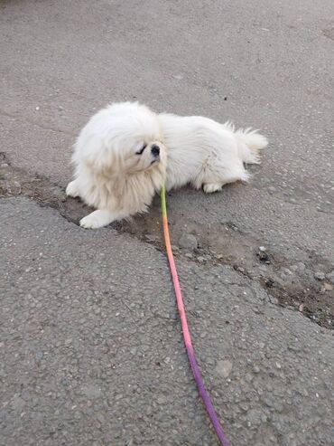 İtlər: Pekines, 3 il, Erkek, Peyvəndli, Ünvandan götürmə, Pulsuz çatdırılma, Ödənişli çatdırılma