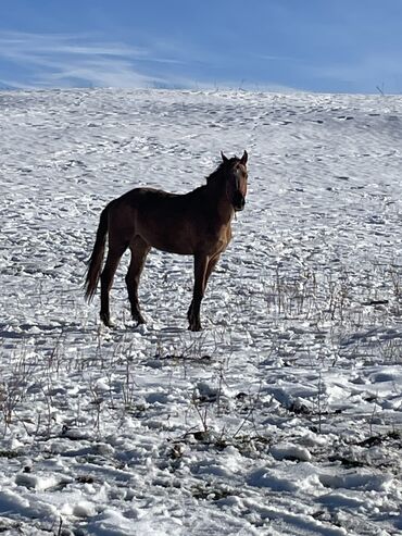 Лошади, кони: Продаю | Кобыла (самка) | Для разведения — 17