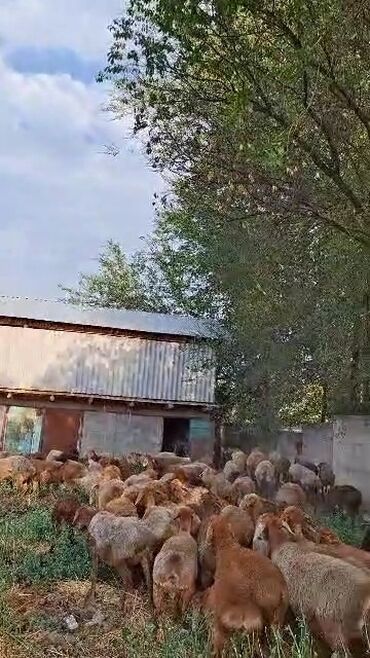 продам ягнят романовской породы: Сатам | Ургаачы кой (ургаачы) | Арашан | Көбөйтүү үчүн