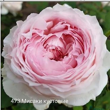 Rose saplings: Кустовые розы — сорта: - Э Шропшир Эд (№534): густомахровые — 31