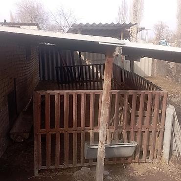 Продажа коттеджей и домов: Домовладение с хозяйственными постройками и курятником - Участок во — 12