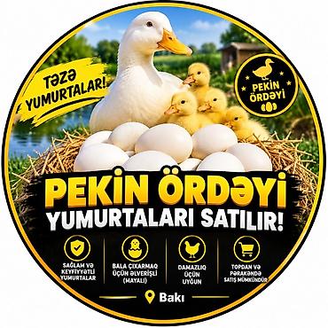 Partridge: Məhsul: Pekin ördəyinin yumurtaları Təsvir: - Təzə, sağlam və — 1