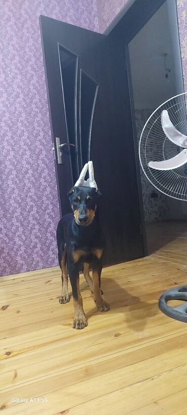 it telimi: Doberman, 8 ay, Erkek, Peyvəndli, Ünvandan götürmə