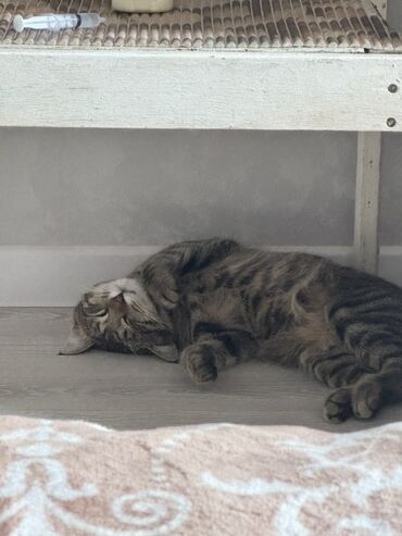 скоттиш фолд шотландская вислоухая кошка: Беспородная, 1 год, Мальчик, Серебристая шиншилла, Приучена к лотку