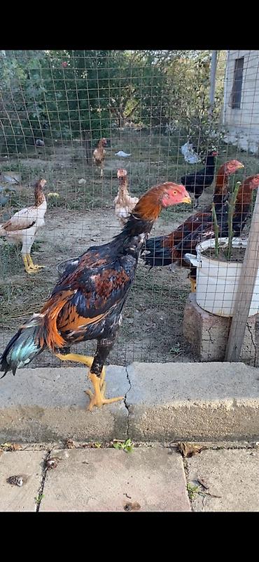 dosan sekili: Xaricdən gəlmə heyvanın balasıdı Orjinal O shamo beçə 4 aylıq — 2
