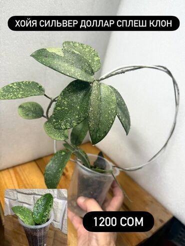 Хойи: Хойя (Hoya) - Хойя публикалис сплэш –Цена: 450 сом. - Хойя Мередити — 5