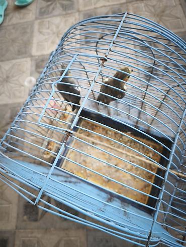 papuqay type 0: Nymph quşları (Cockatiel) – 2 ədəd, qəfəs və aksesuarlarla birlikdə — 4