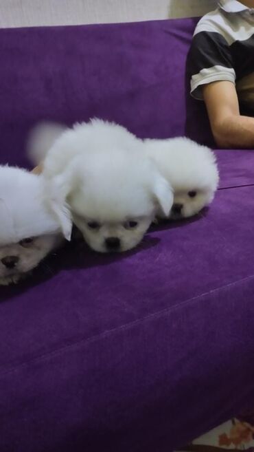 it dişi: Pekines, 2 ay, Dişi, Ünvandan götürmə