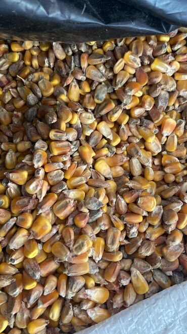 продажа кукуруза: Прелая кукуруза 4 тонны по 7 сом