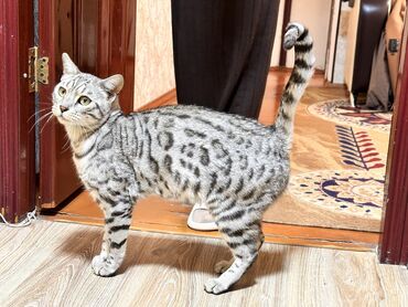 куры марьям бишкек: Скотиш Страйт (Шотландиялык тик кулактуу), 2 жаш, Эркек, Күмүш өңдүү шиншилла, Бычылган, Лотокко барууга үйрөтүлгөн, Курттардан тазаланган