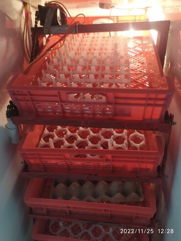 Biznes üçün avadanlıq: İnkubator satılır tam avtomat .450-500 toyuq yumurtası qiyməti 550₼
