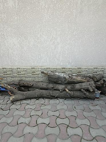 дрова в мишках: Дрова — 1