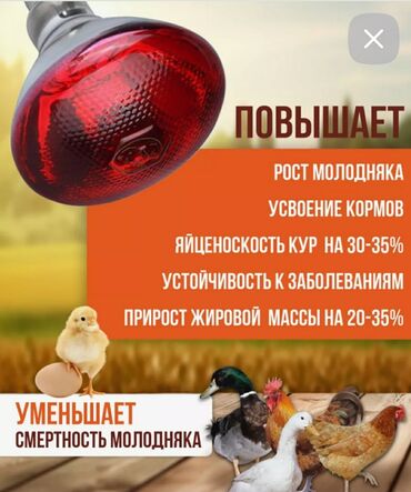 cennet qusu: İsidici lampa 
Qırmızı 
İstifadəsi: Quşlar, Heyvanlar