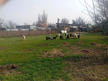 Козы, козлы: Продаю | Коза (самка), Козлёнок | Полукровка, Зааненская | На забой, Для разведения, Для молока | Племенные, Котные — 17