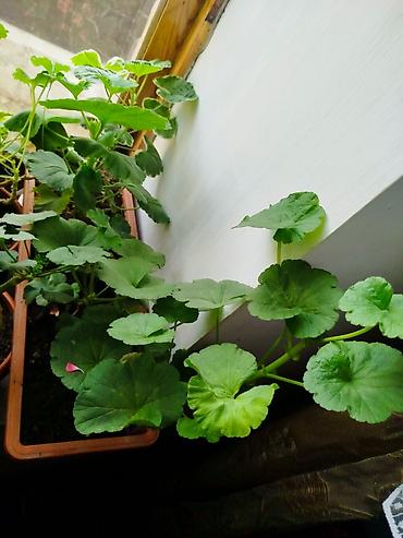 Герани и пеларгонии: Сортовой герандар сатылат. Баасы келишим турдо 300 сомдон жогору. - — 11