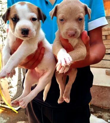 çau çau satılır: Pitbul, 1 ay, Dişi, Ödənişli çatdırılma