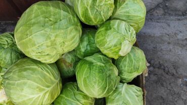 дирол оптом: Капуста Белокачанная, Оптом