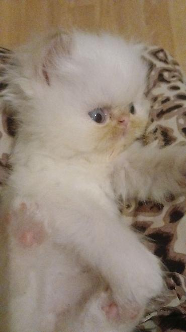 Heyvanlar: SALAM TEMİZ PERS BALASİ SATILIR 1 AYLIQDILAR ERKEYDE DİŞİDƏ VAR 450M — 6
