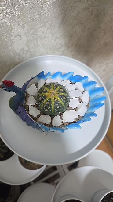 Кактусы: Эхинопсисы в горшках - Род: Echinopsis (кактусы-шаровидной формы с — 8