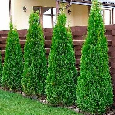 green grow: ТУЯ СМАРАГД местные выращенные в Кыргызстане 100% приживаемость!!! — 5