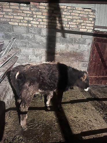 Коровы, быки: Продаю | Бык (самец) | На откорм | Привязанные — 7