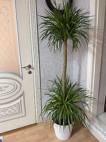 финиковая растение: Юкка (Yucca elephantipes) в напольном кашпо - Высокорослое комнатное — 2