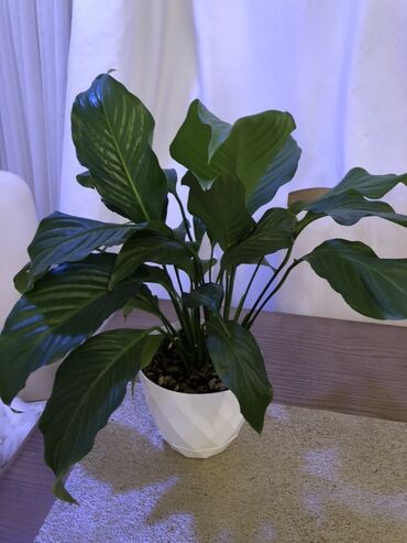 Digər bitkilər: Spathiphyllum (Sülh çiçəyi) – otaq bitkisi - Növ: Spathiphyllum
