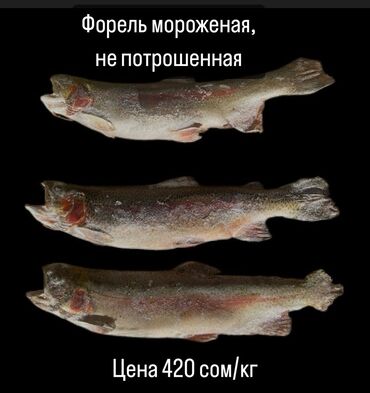 цена рассады помидор: 📢 Свежемороженая форель на продажу! Продаём свежемороженую