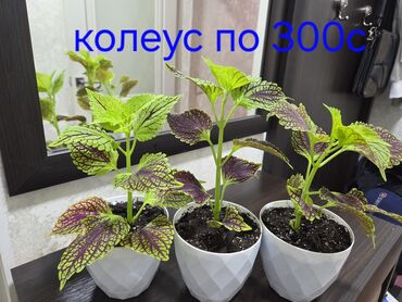 купить семена микрозелени: Продаю домашние цветы. Золотая рыбка, кактусы, пеперомия . Небольшой