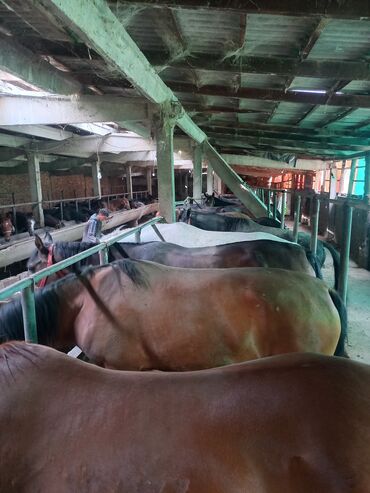 Лошади, кони: Жылкы, семиз бээ,айгыр,байтал,бышты,кунан,тай' сойуп бышырып жеткизип — 10