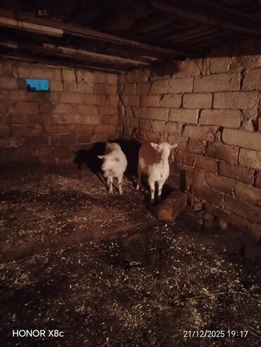 Keçi, çəpiş: Qiymət cütünə ayıdır cütü 650 manata sani boğaz keçilər di isteyen — 10