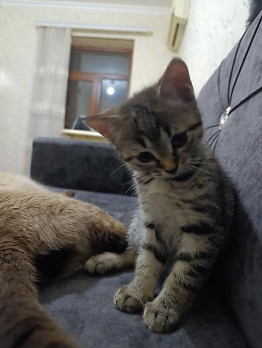 Pişiklər: Yaxşı əllərə — 1