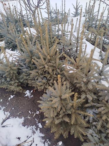 Ель: Ель голубая (Picea pungens, Blue Spruce) — саженцы из питомника — 12