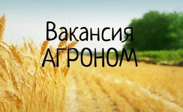 рабочее место: Требуется Агроном, Оплата Ежемесячно, Развоз