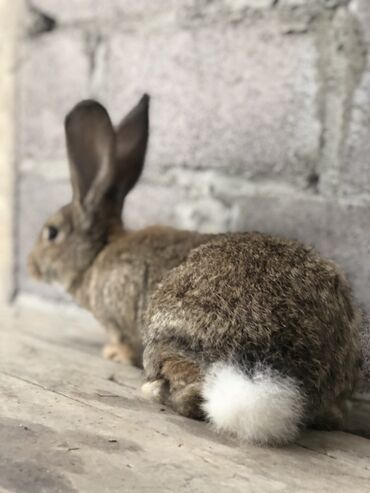 я ищу кроликов: ||Фландр||Кролик декоративный, окрас агути (дикого типа) с белым