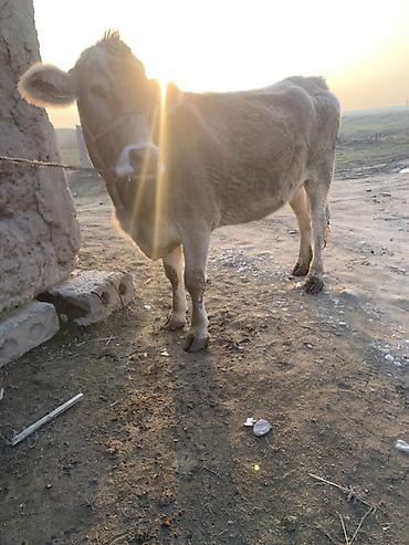 Коровы, быки: Продаю | Корова (самка) | Швицкая | Для молока — 7